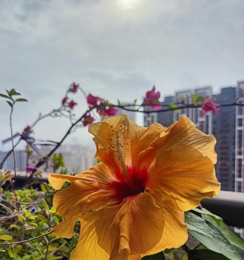 黄色朱槿花的寓意有哪些？