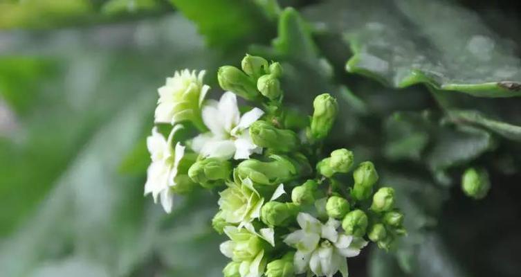 白色花象征医生吗？医生为何偏爱白色花卉？