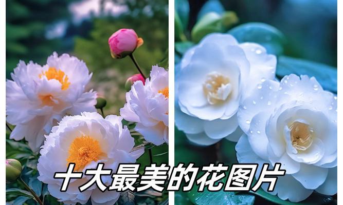 白色花象征医生吗？医生为何偏爱白色花卉？