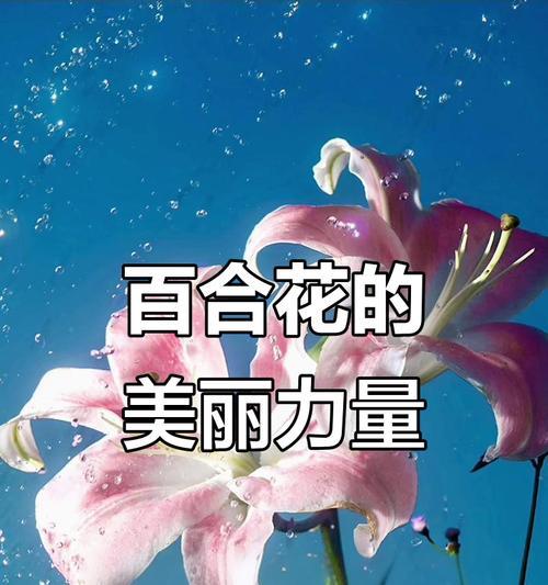 哪种花象征着希望和纯洁的爱情？