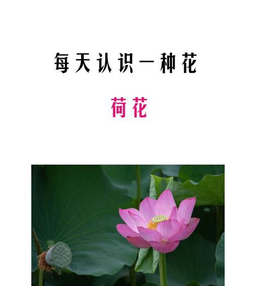 传统中不同花朵都有哪些寓意？