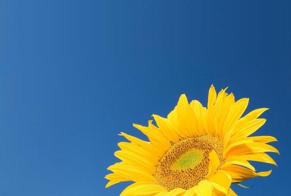 蓝色天空花代表什么？蓝色天空花的象征意义是什么？