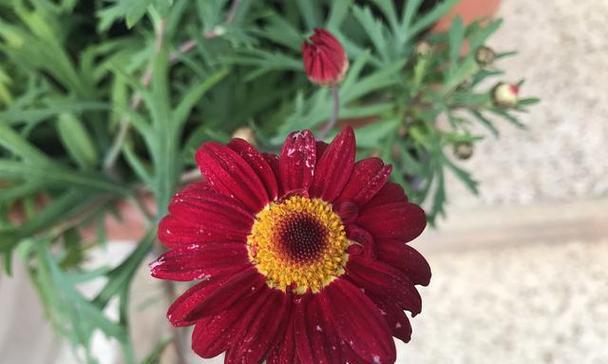 红色花卉象征着什么？它们在传统中的意义是什么？
