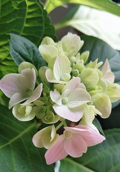 绿色折扇手捧花寓意什么？在婚礼中象征什么？
