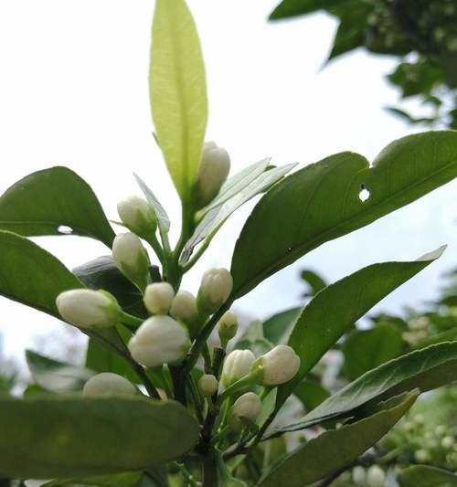 橘色的花代表了什么意义？