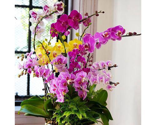 给老人戴花有何特殊寓意？老人戴花的传统意义是什么？