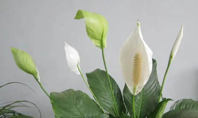 福乐怡玫瑰花的寓意和象征是什么？