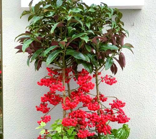 哪种花既好养又能带来好运？