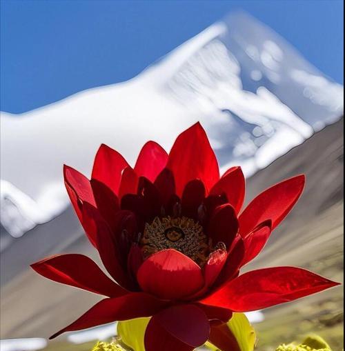 哪种花既好养又能带来好运？