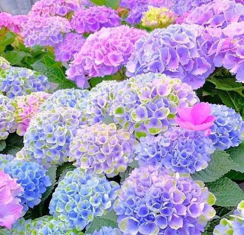 绣球花象征幸福美满？如何用句子表达绣球花的寓意？