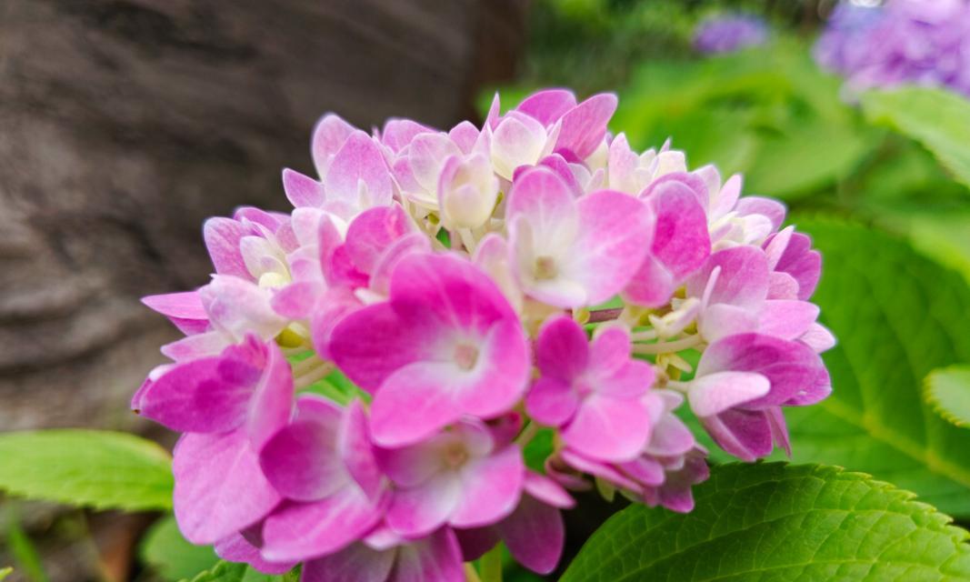 绣球花象征幸福美满？如何用句子表达绣球花的寓意？