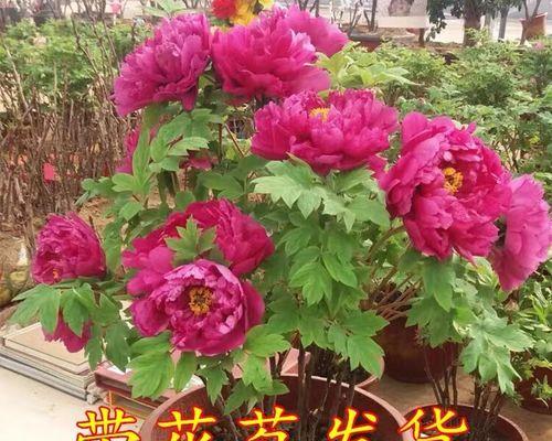 春节观赏牡丹花有何寓意？它象征着什么？