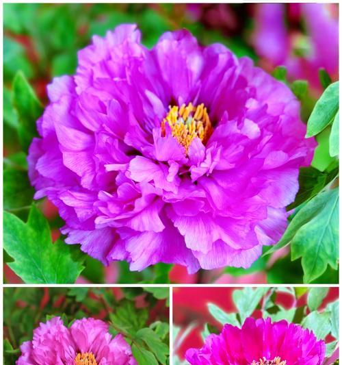 春节观赏牡丹花有何寓意？它象征着什么？