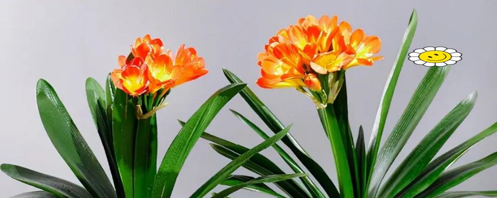 寓意温柔吉祥的花有哪些？如何选择寓意温柔吉祥的花？
