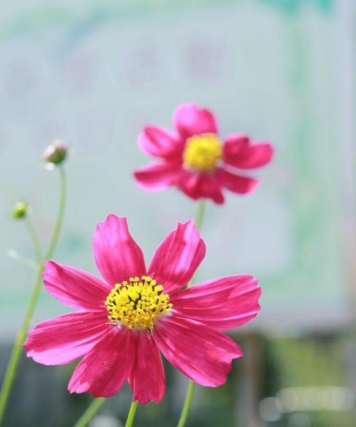秋天哪种花象征成功？