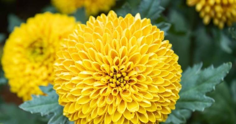 秋天哪种花象征成功？