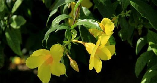 秋天哪种花象征成功？