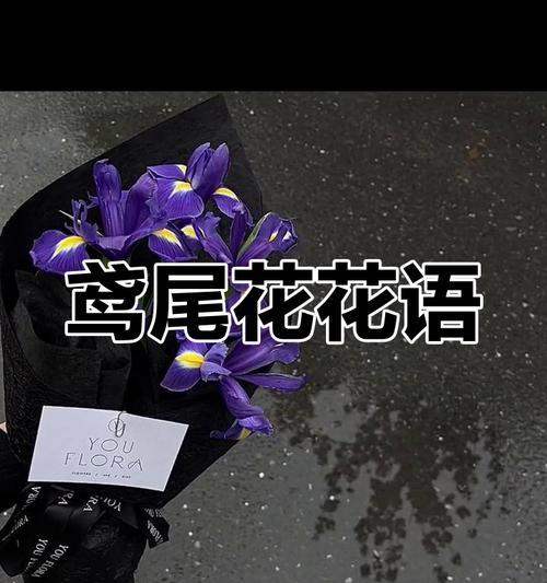 黄黑色花的花语是什么？黄黑色花朵有何特殊含义？