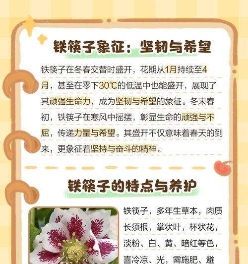 勺子和筷子的浪漫花语是什么？