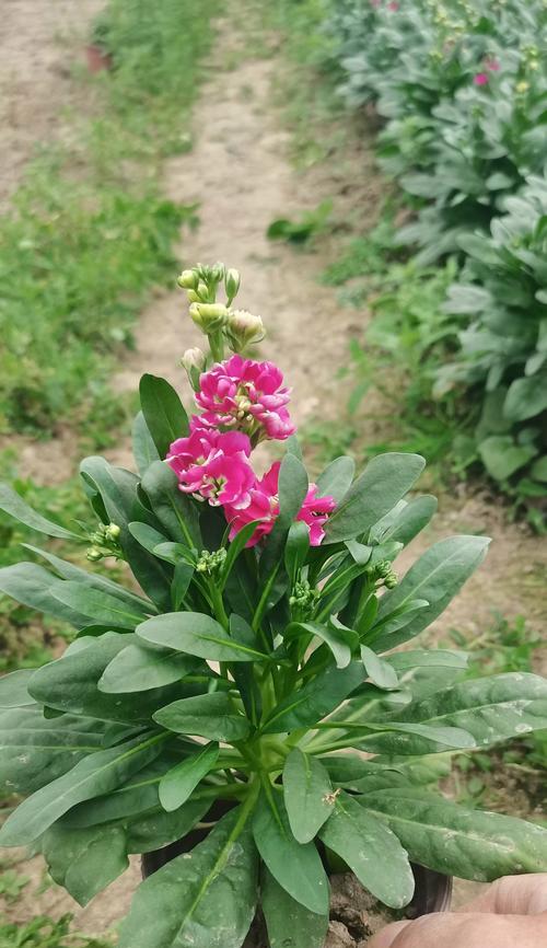 温馨爱情花语有哪些？温馨爱情的花材代表什么？