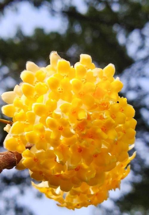 哪些花象征吉祥且有美好花语？