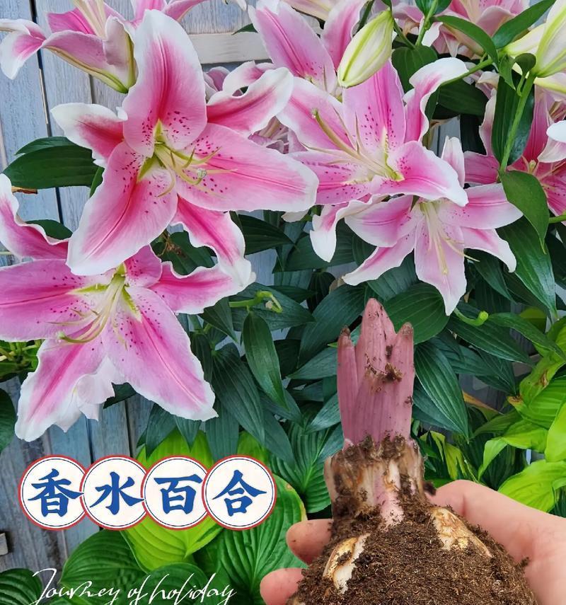 端午节遇到百合花的寓意是什么？