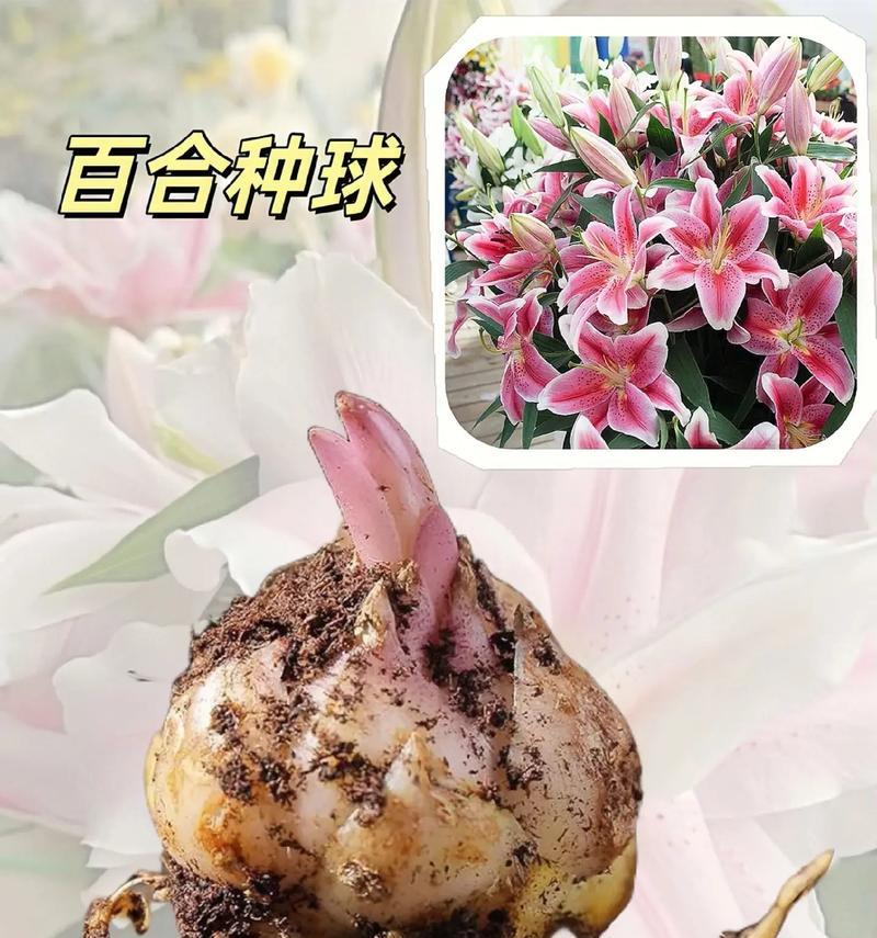 端午节遇到百合花的寓意是什么？
