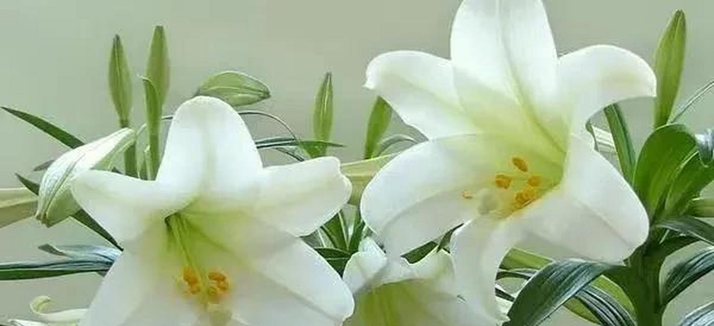端午节遇到百合花的寓意是什么？