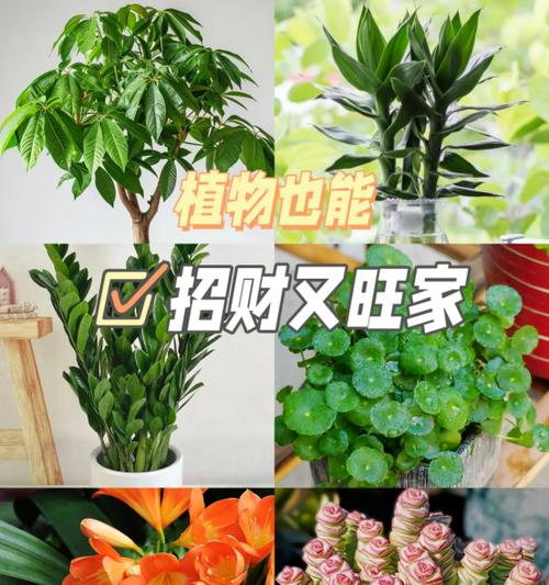 什么花象征平安？平安意义的花有哪些？