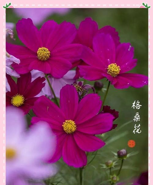哪些花卉代表爱情的寓意？