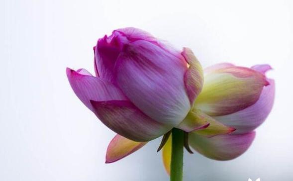 哪些花卉代表爱情的寓意？