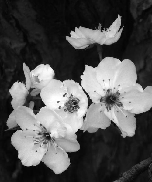 灰色花代表什么含义？花的灰色象征意义是什么？