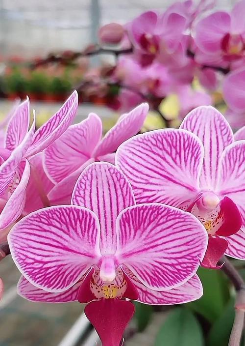 蝴蝶花象征幸福长寿吗？蝴蝶花的寓意是什么？