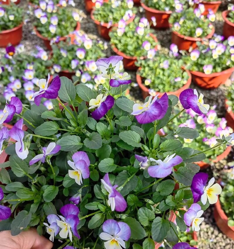 蝴蝶花象征幸福长寿吗？蝴蝶花的寓意是什么？