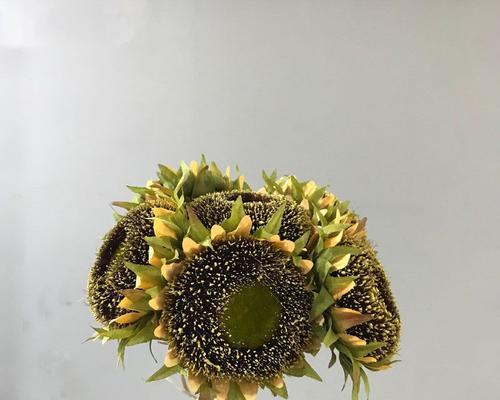 手捧太阳花代表什么意思？