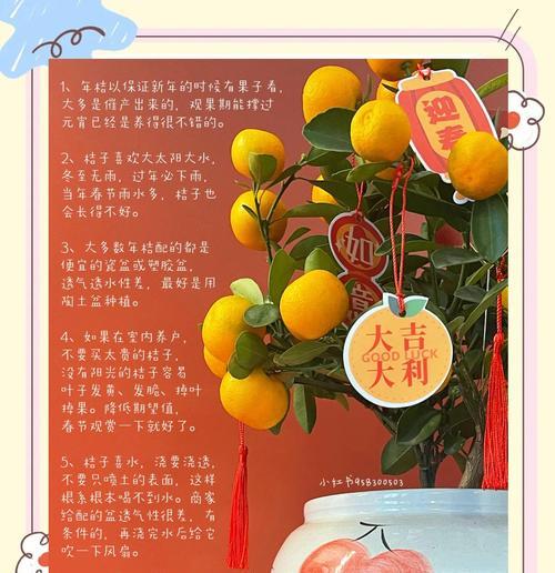 年桔年花在春节的意义是什么？春节年桔年花代表什么？