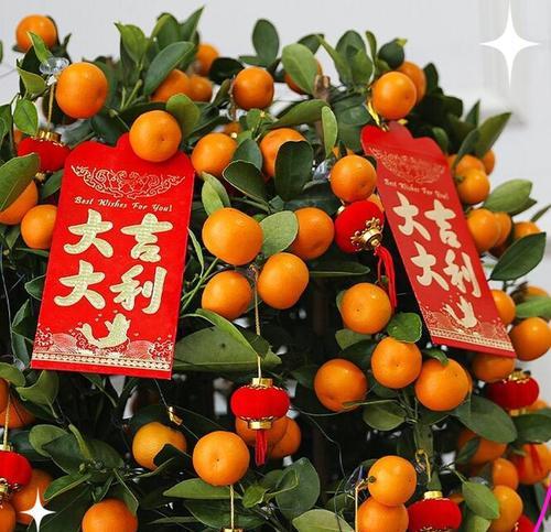 年桔年花在春节的意义是什么？春节年桔年花代表什么？