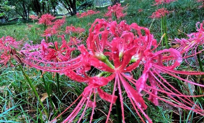 彼岸花的寓意粉色是什么？粉色彼岸花代表什么？