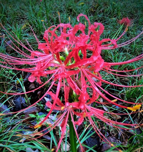 彼岸花的寓意粉色是什么？粉色彼岸花代表什么？
