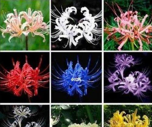 彼岸花黑色的寓意是什么？彼岸花还有哪些颜色和含义？