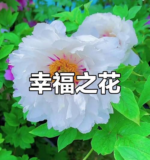 哪种花寓意着幸福和好运？