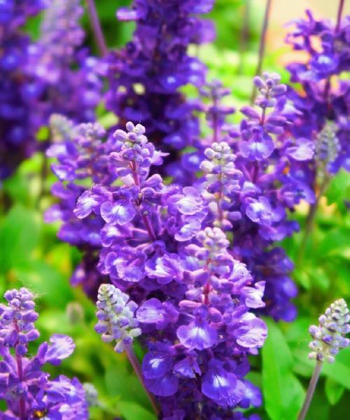紫色的花有哪些寓意？紫色的什么花代表什么？
