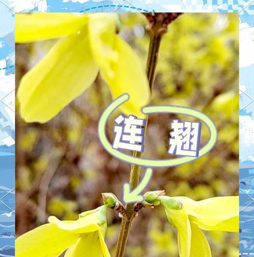 花寓意着花开富贵的句子有哪些？花开富贵的花语是什么？