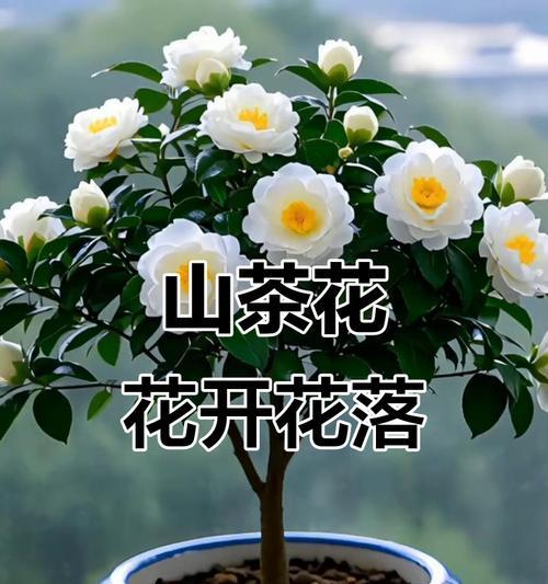 花寓意着花开富贵的句子有哪些？花开富贵的花语是什么？