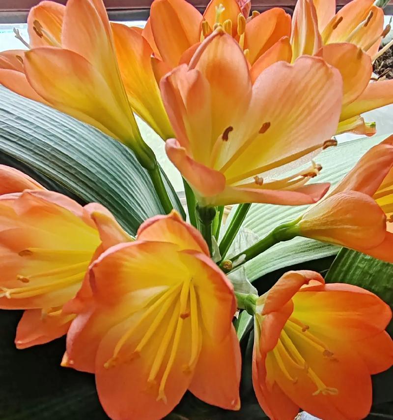 花寓意着花开富贵的句子有哪些？花开富贵的花语是什么？