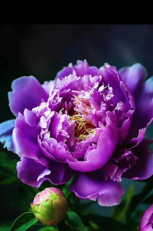 牡丹花紫色的含义是什么？紫色牡丹花代表了哪些寓意？