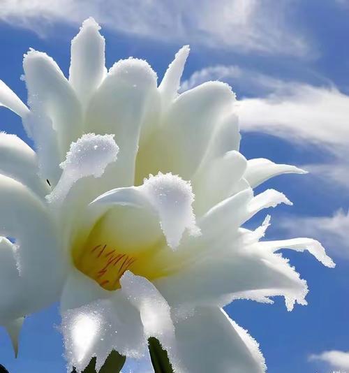 哪些花代表吉祥和发财？它们的寓意是什么？