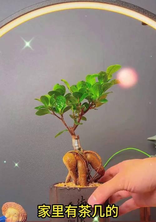 寓意富贵安康的花有哪些？