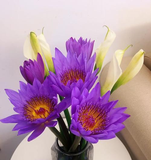 紫色马蹄花象征什么？紫色马蹄花的寓意是什么？