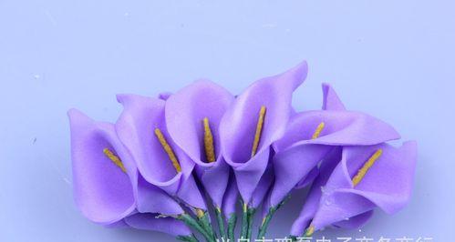 紫色马蹄花象征什么？紫色马蹄花的寓意是什么？